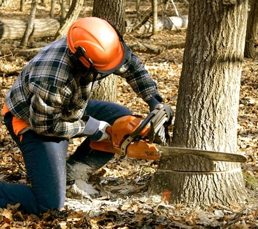 Tree Removal in North Waterboro, ME